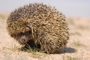 1621665_824735630885800_1779434152_n