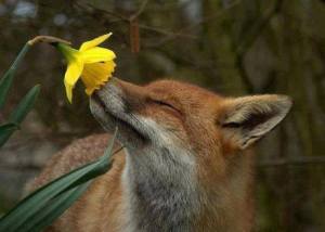 1959790_826022570747437_687694971_n