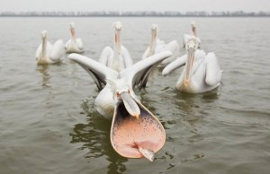 1011270_462310687202681_174940852_n