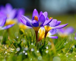 13247_724046724314959_953124757_n