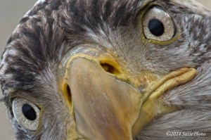 1621855_358904817584427_169316826_n