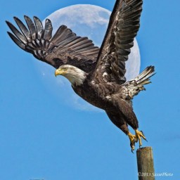 1621988_366254050182837_1831223782_n