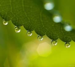 1743664_736766283043003_470381051_n