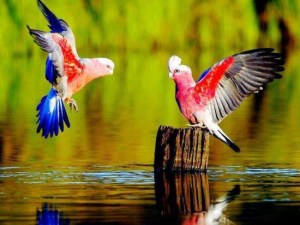 10171640_243524482437828_3073188798187097988_n