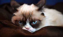 1743680_432546710225537_1110794671_n