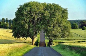 1897910_863894776960216_307735450797528770_n