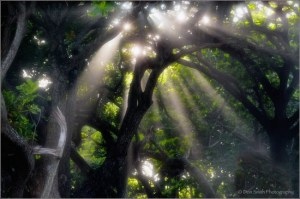 Don Smith Photography