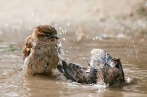 10464071_877976662216866_4735388099128824162_n