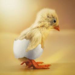 10383003_335504949940888_2598856268017227106_n