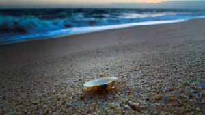 10479329_700824753318831_2038198538172576835_n