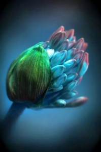 10603249_740697802664859_2684177177308353492_n