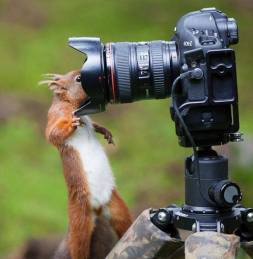 997051_305351816325851_4121298354526426524_n