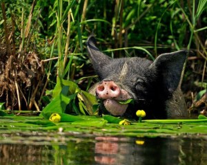 10580099_848953671806258_4769272633572737103_n