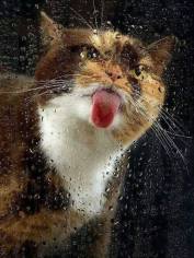 10678657_948783471802851_3118790555659920355_n