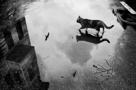 10730916_294348860758960_2838375899501303373_n