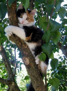 1507730_565015540246580_51056652_n