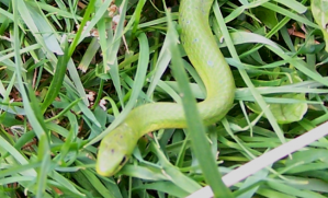 Green-Grass-Snake-3