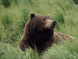 Bear-Wallpaper-bears-31446780-1600-1200