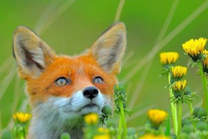 10891706_10152943101684500_6631687505032209108_n