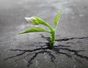 10897037_714507421989822_1967626753496977040_n