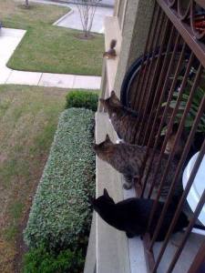 10247494_1060147864014098_4419769007609476815_n