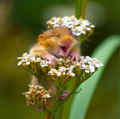 1501734_10152285374351637_7030401078138556485_n