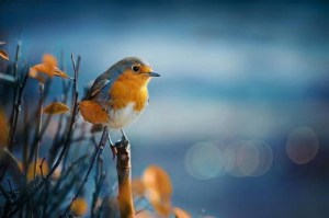 1528761_243985912435075_598240067_n