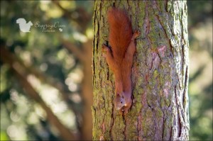 11075011_888574524534974_7904317426929895713_n