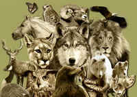 animal-guides-on-wtbangels.com_