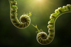 11164824_838442639585190_4792509276884338689_n