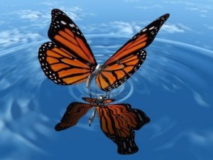 butterfly-wallpapers