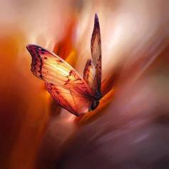 11012826_785786704873060_8566958145259612704_n