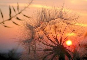 599645_464233523685508_6428225_n