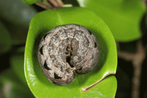 caterpillar_rolled_up_on_leaf_images