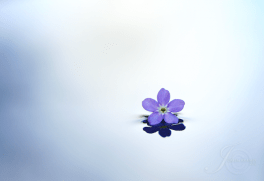 10672346_648019325306364_7473350407617711858_n