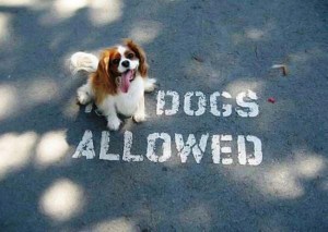 no_dogs_allowed-805213