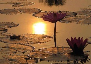 11781722_429211963928926_6126478707150059803_n