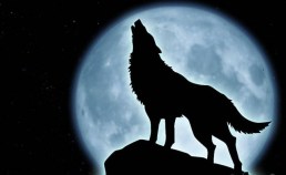 wolf-howling-silhouette-sitting