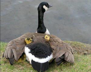 536978_453581671384267_307399678_n