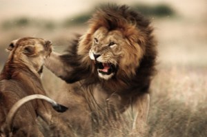 Male Lion and Lioness fighting. MASAI MARA, KENYA