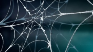 spider_web_by_3danikesh