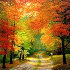 12118838_699738993459913_2528161047171109725_n