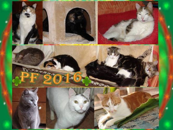 886233_10206644810912706_4292551076972040234_o