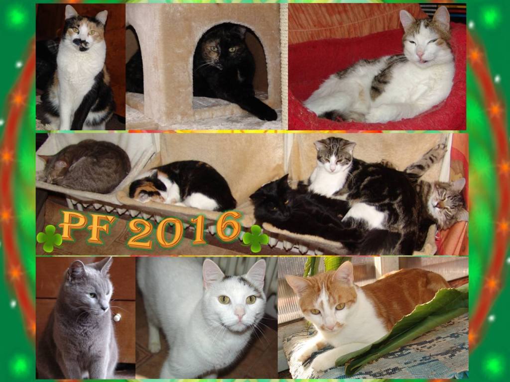 886233_10206644810912706_4292551076972040234_o