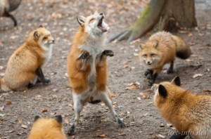 12524074_1518513191783028_3246313917680085230_n