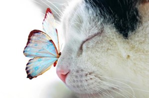 524789_10153789471239876_802713135771773549_n