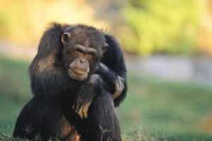 portrait-of-pensive-chimpanzee-michael-nichols