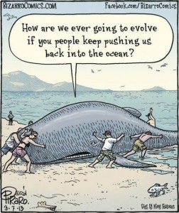 whale-evolution-fail-humor