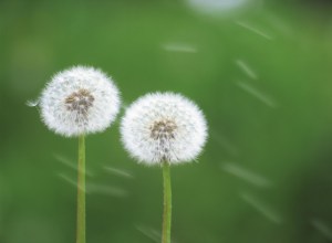Two Dandelion Seed Heads --- Image by © Royalty-Free/Corbis