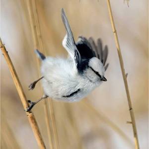 12801679_1229636827063696_5116922787648155773_n